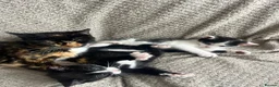 Mixed Breed cats for sale: Adorable kittens for sale - Advert 8