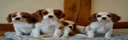 Cavalier King Charles Spaniel dogs for sale: ⭐️Cavalier King Charles puppies⭐️ - Advert 9