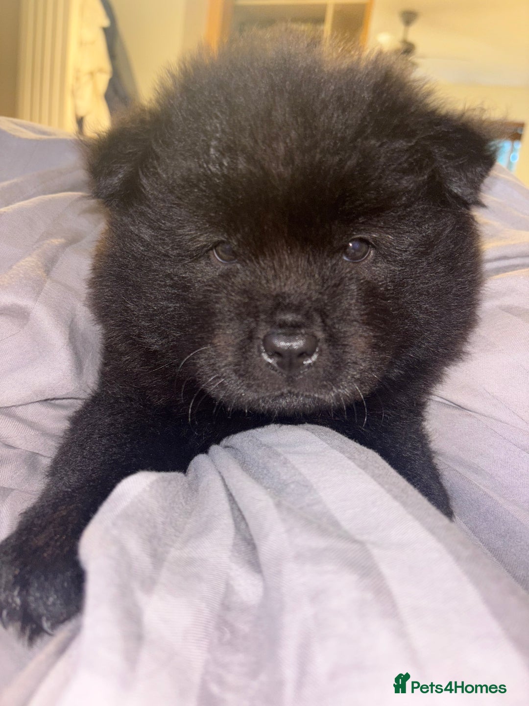 Chow Chow dogs for sale: Merle Chow Chow Pups 🐻 - Image 18