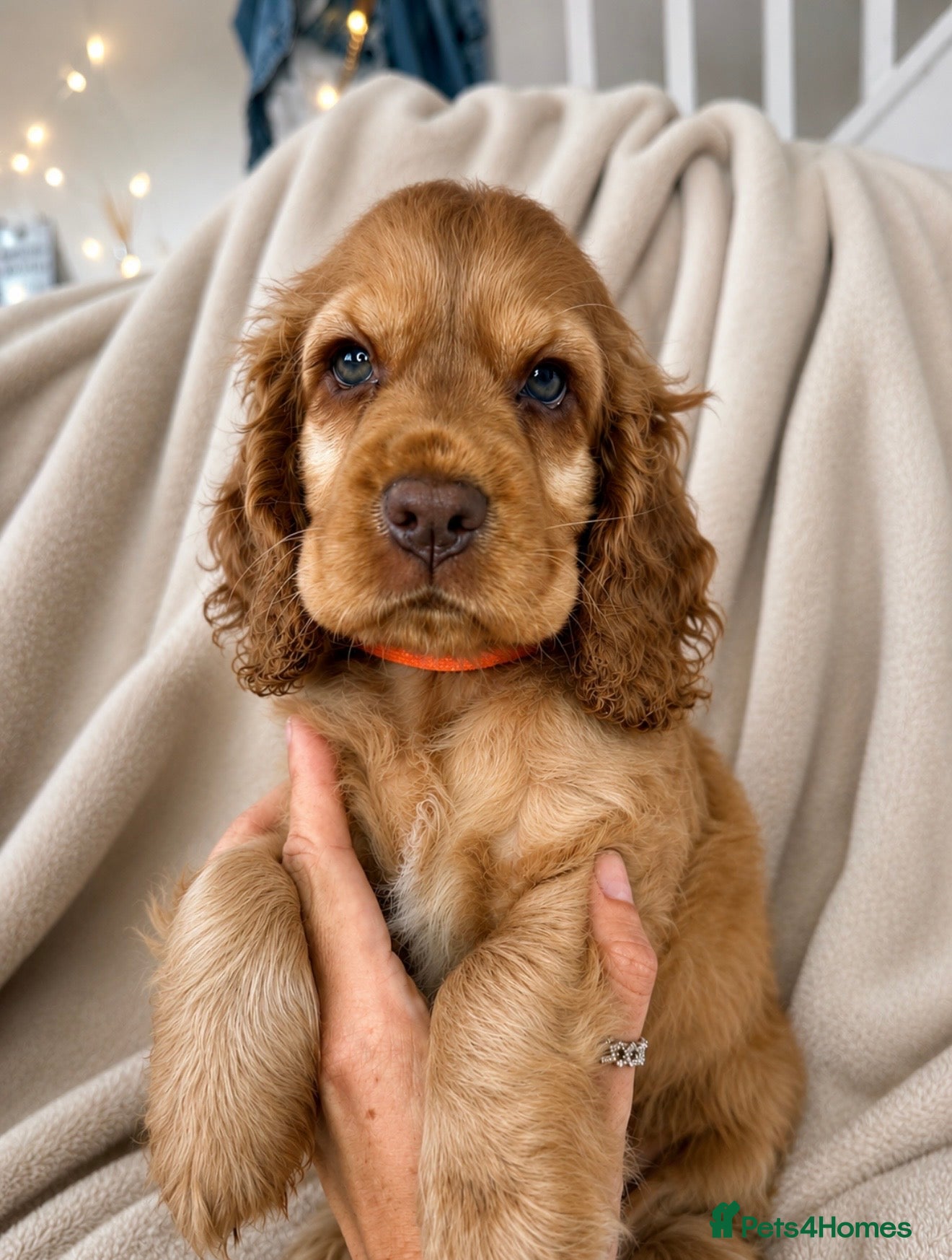 Cocker Spaniel dogs 1 Girl left 🩷 KC Reg Show Cocker Spaniel Puppies  - Advert 13