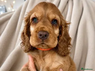 Cocker Spaniel dogs 1 Girl left 🩷 KC Reg Show Cocker Spaniel Puppies - Advert 11