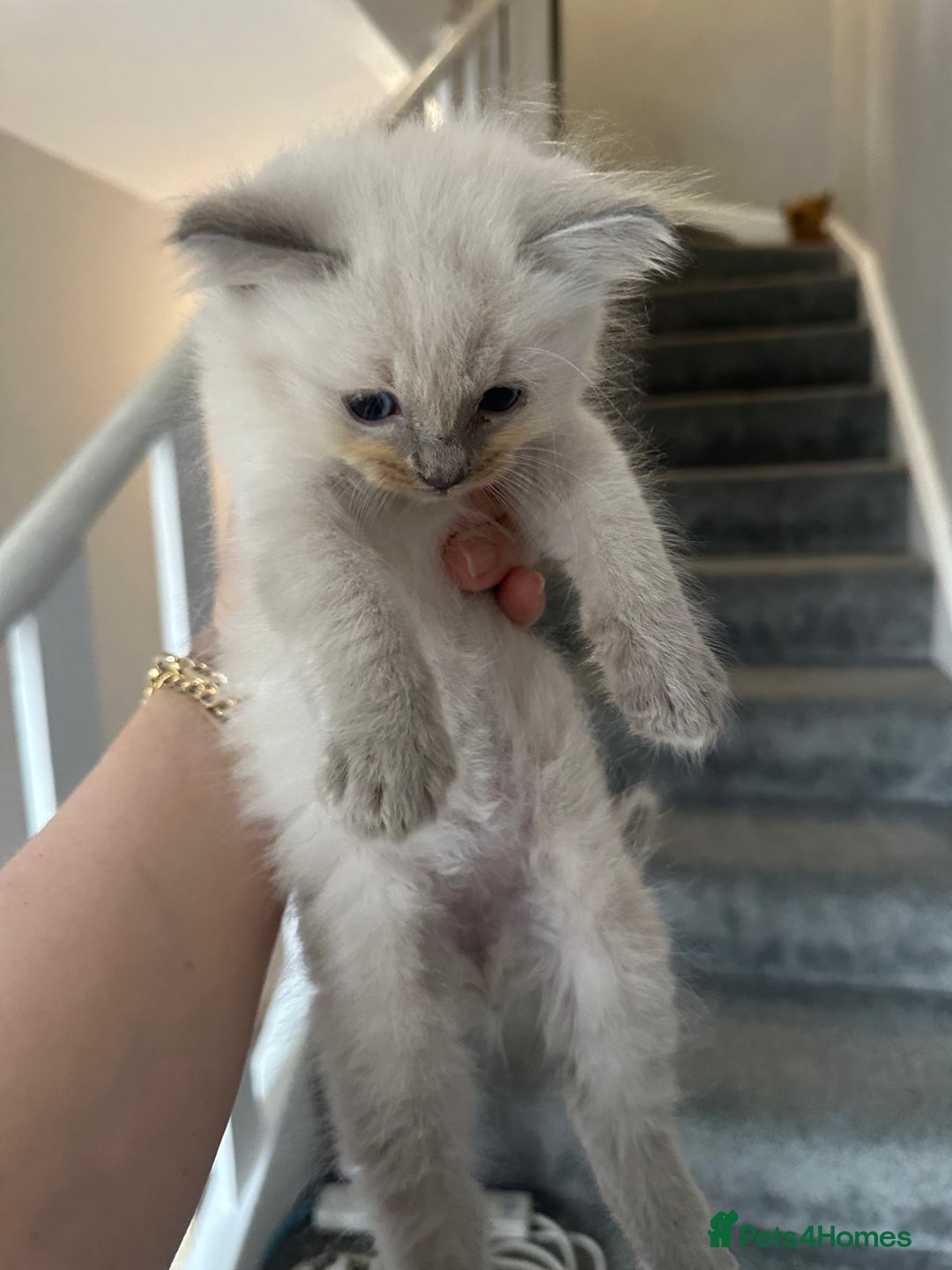 Ragdoll cats for sale: Ragdoll kittens - Image 4