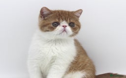 Exotic cats for sale: SHOW QUALITY EXOTIC BOY - Image 4