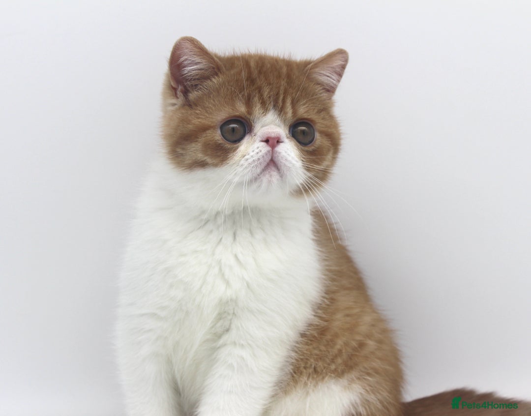 Exotic cats for sale: SHOW QUALITY EXOTIC BOY - Image 4