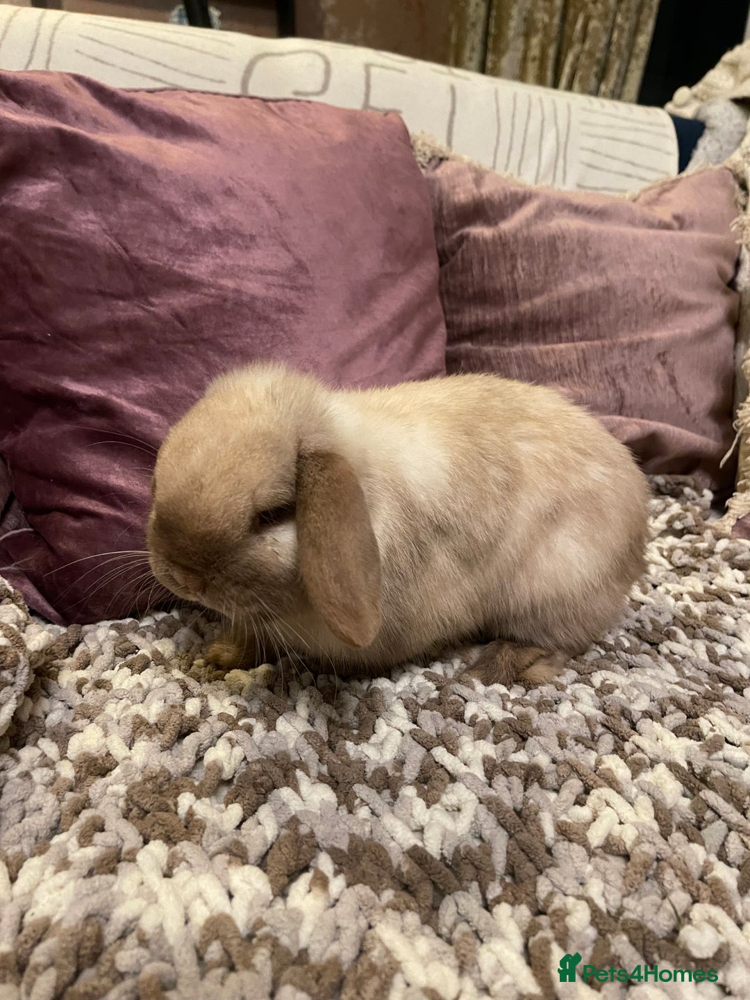 Mini Lop rabbits for sale: 2 male mini lops rabbits for sale - Advert 5
