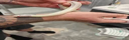King Snake reptiles for sale: Female High White Albino California Kingsnake - Advert 6
