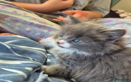 Mixed Breed cats for sale: Beautiful fluffy kittens - Image 15