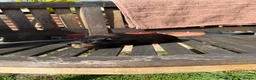 Guinea Pig rodents for sale: 2 guinea pig brothers  in Hartlepool - Advert 2