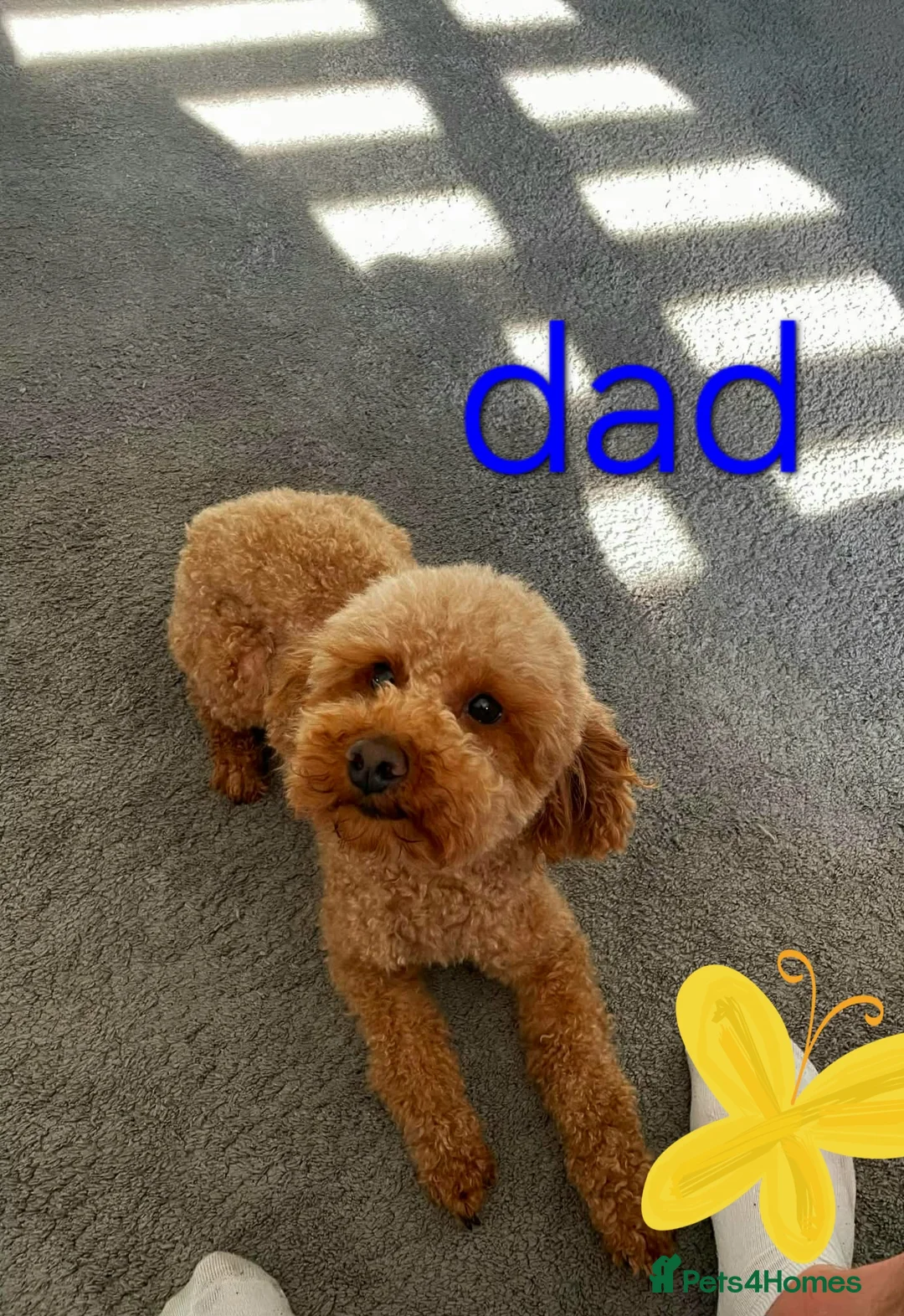 Mixed Breed dogs for sale: 🩷 3/4 poodle puppies 🩵 - Advert 2