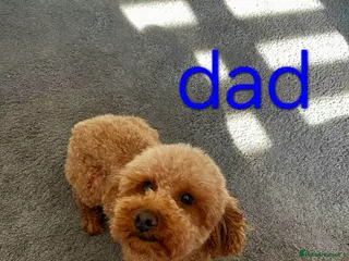 Mixed Breed dogs 🩷 3/4 poodle puppies 🩵 - Advert 14