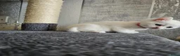 Persian cats for sale: Pure white long hair kittens. - Advert 11