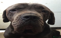 Cane Corso dogs for sale: Beautiful Cane Corso puppies for sale. - Advert 5
