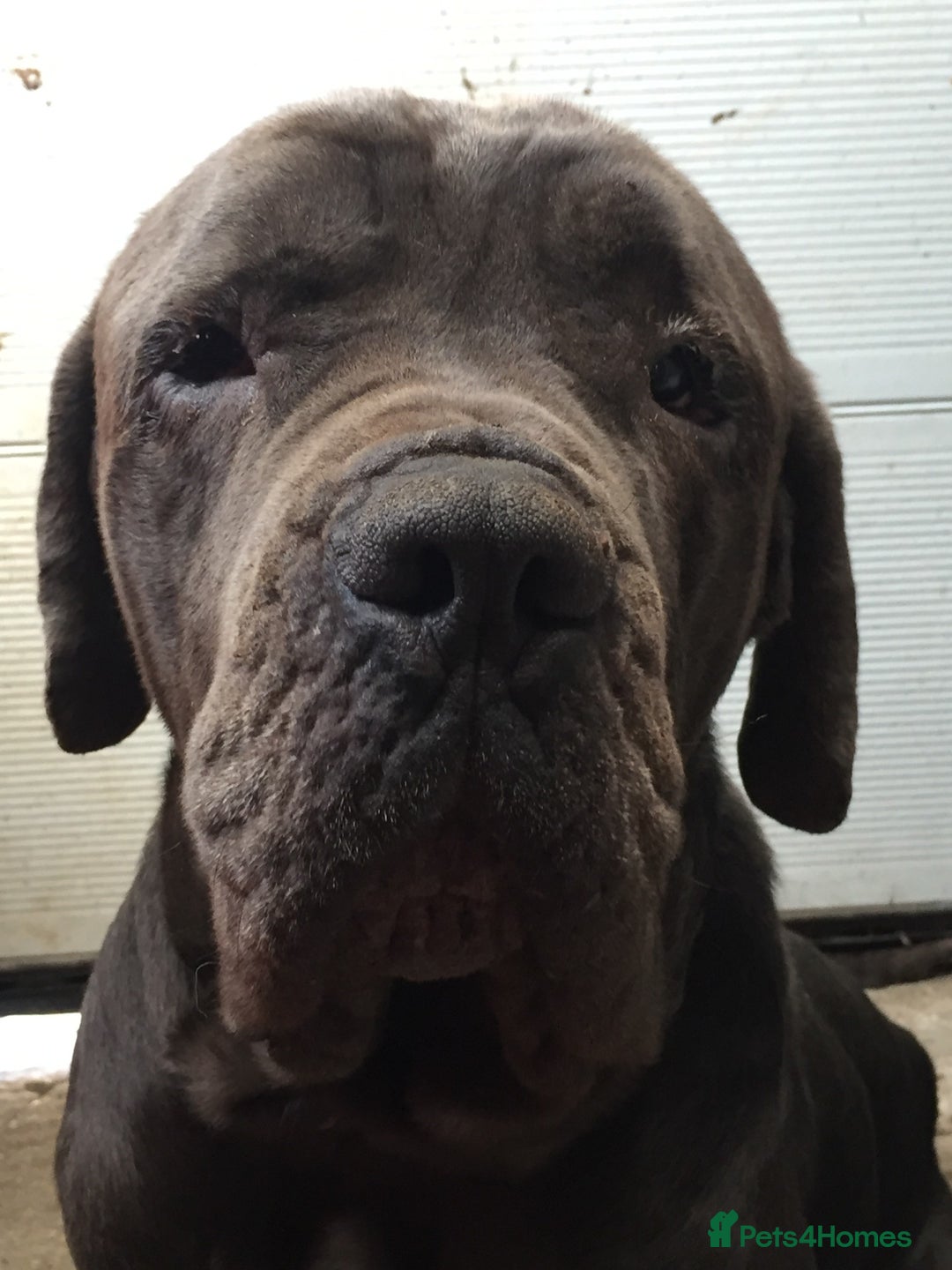 Cane Corso dogs for sale: Beautiful Cane Corso puppies for sale. - Advert 5