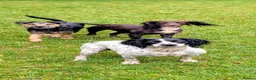 Mixed Breed dogs for sale: Patterdales (cocker/patterdale)  - Advert 11