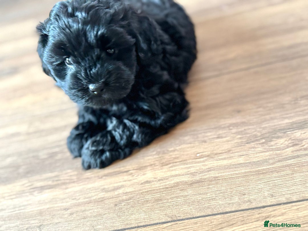 Shihpoo dogs for sale: Ready now, stunning Shihpoo puppies £1650 - Image 5