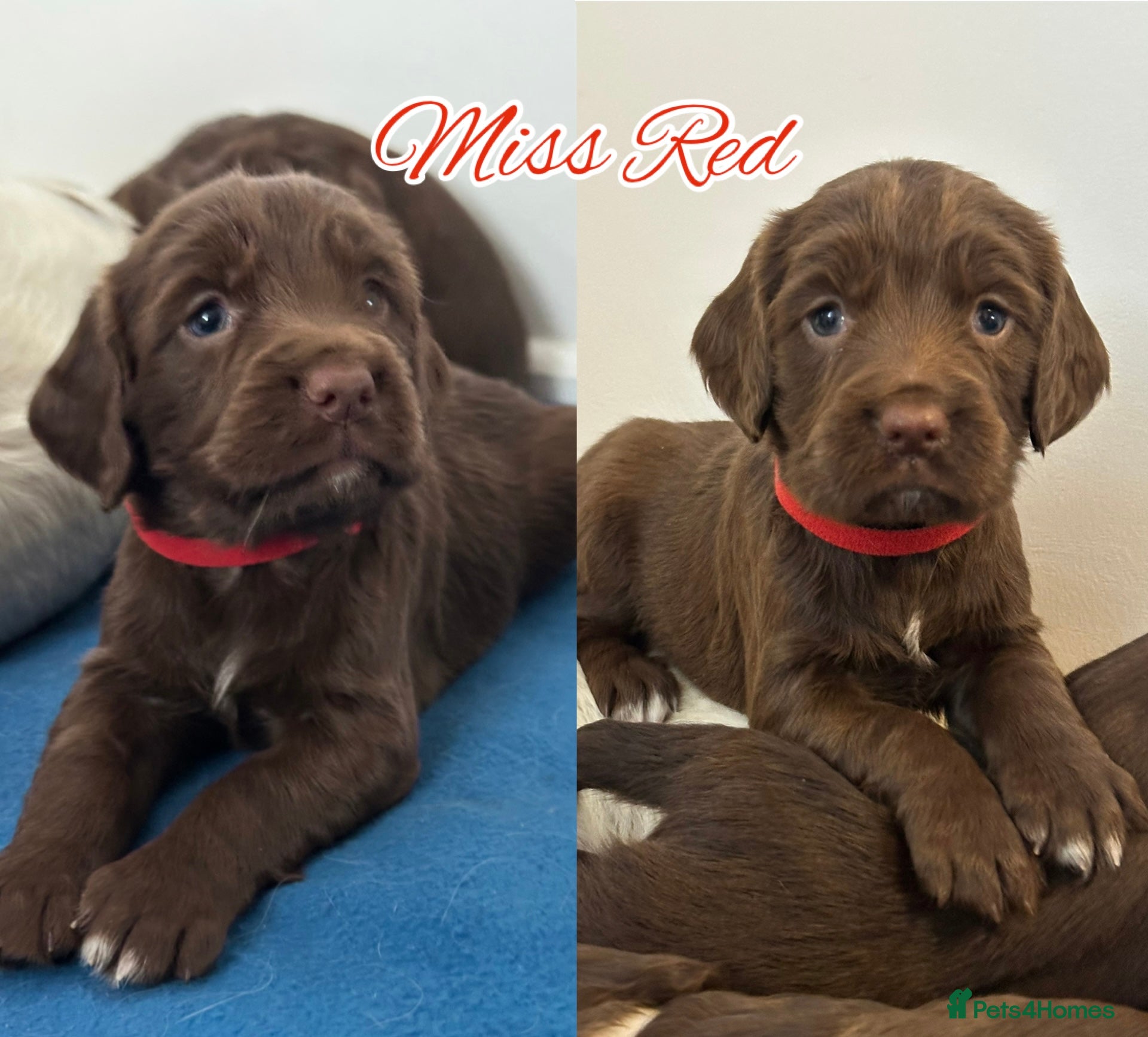 Sprocker dogs ⭐️Fully Health Tested Sprocker Spaniel Puppies⭐️ - Advert 11