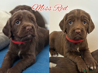 Sprocker dogs ⭐️Fully Health Tested Sprocker Spaniel Puppies⭐️ - Advert 16