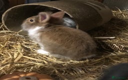 Mixed Breed rabbits for sale: Baby rabbits mixed breed  - Image 2