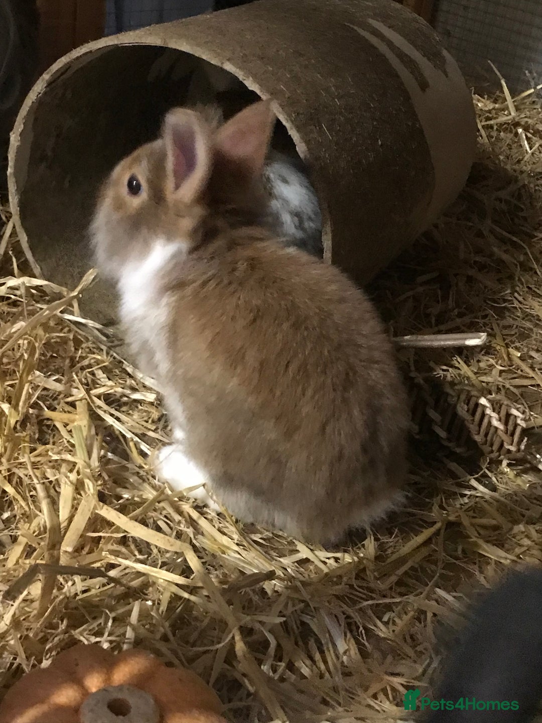 Mixed Breed rabbits for sale: Baby rabbits mixed breed  - Image 2