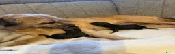 Mixed Breed dogs for sale: Border terrier cross male puppies. - Advert 6
