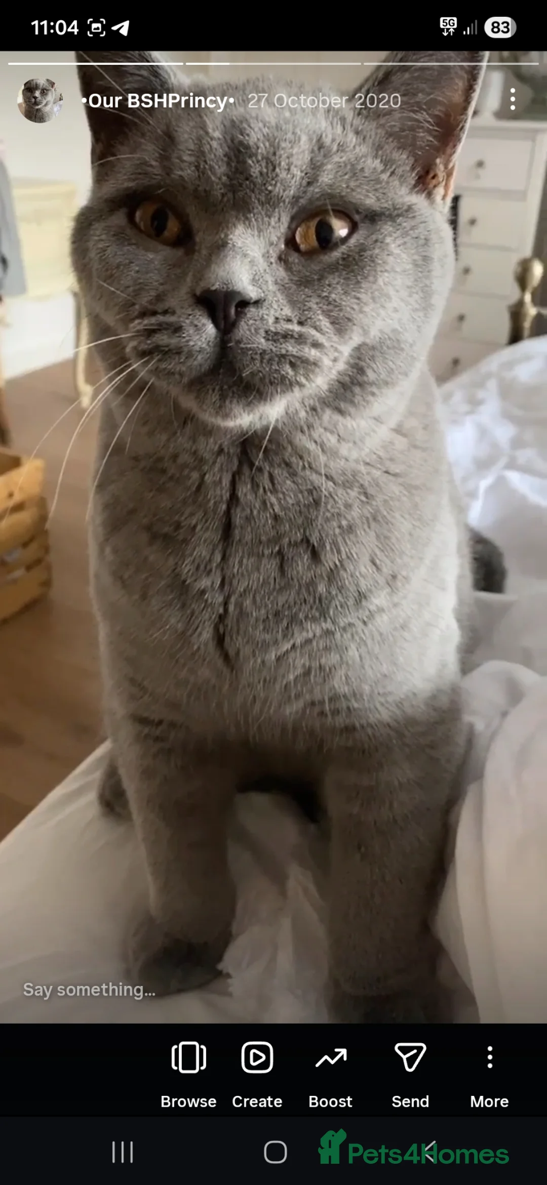 British Shorthair cats for sale: Two stunning British shorthair boys, ready now ❤️ - Advert 9