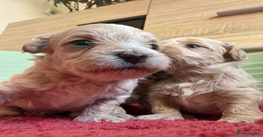 Maltipoo dogs - Advert 5