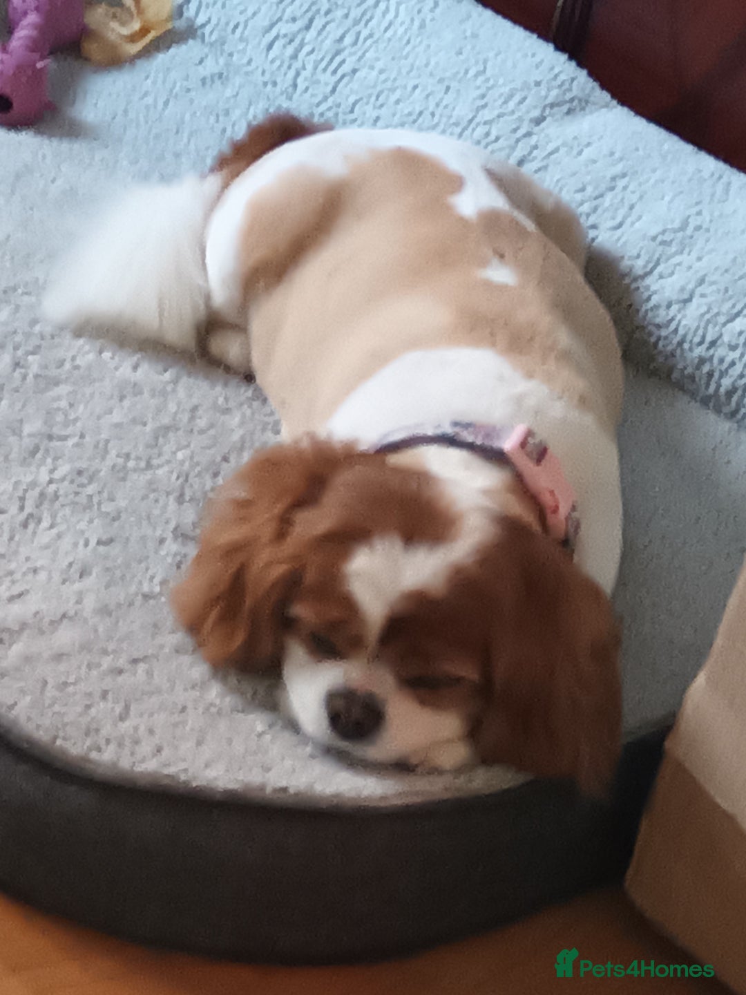 King Charles Spaniel dogs for sale: King Charles Caverlier - Image 2
