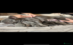 French Bulldog dogs for sale: REDUCED - FINAL 3 FRENCH BULLDOG PUPPIES - Advert 3