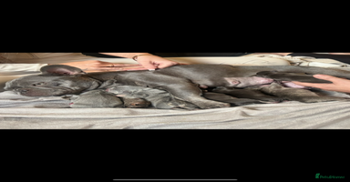 French Bulldog dogs REDUCED - FINAL 3 FRENCH BULLDOG PUPPIES - Advert 7