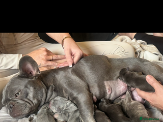 French Bulldog dogs REDUCED - FINAL FEMALE FRENCH BULLDOG PUPPY - Advert 11