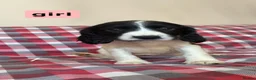 Sprocker dogs for sale: Sprocker spaniels for sale in Pontefract - Advert 5