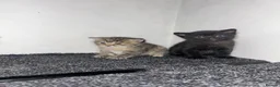 Mixed Breed cats for sale: 3 kittens for sale  in Wantage - Advert 3
