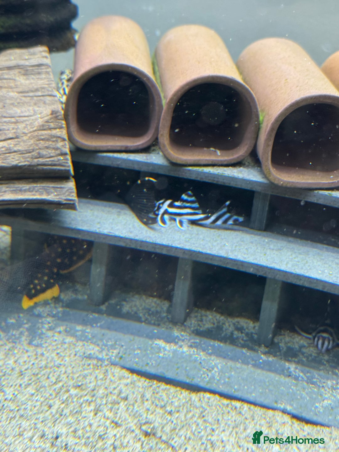 Plecos fish for sale: Zebra Plecos L046 - Advert 2