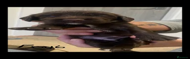 Cocker Spaniel 6