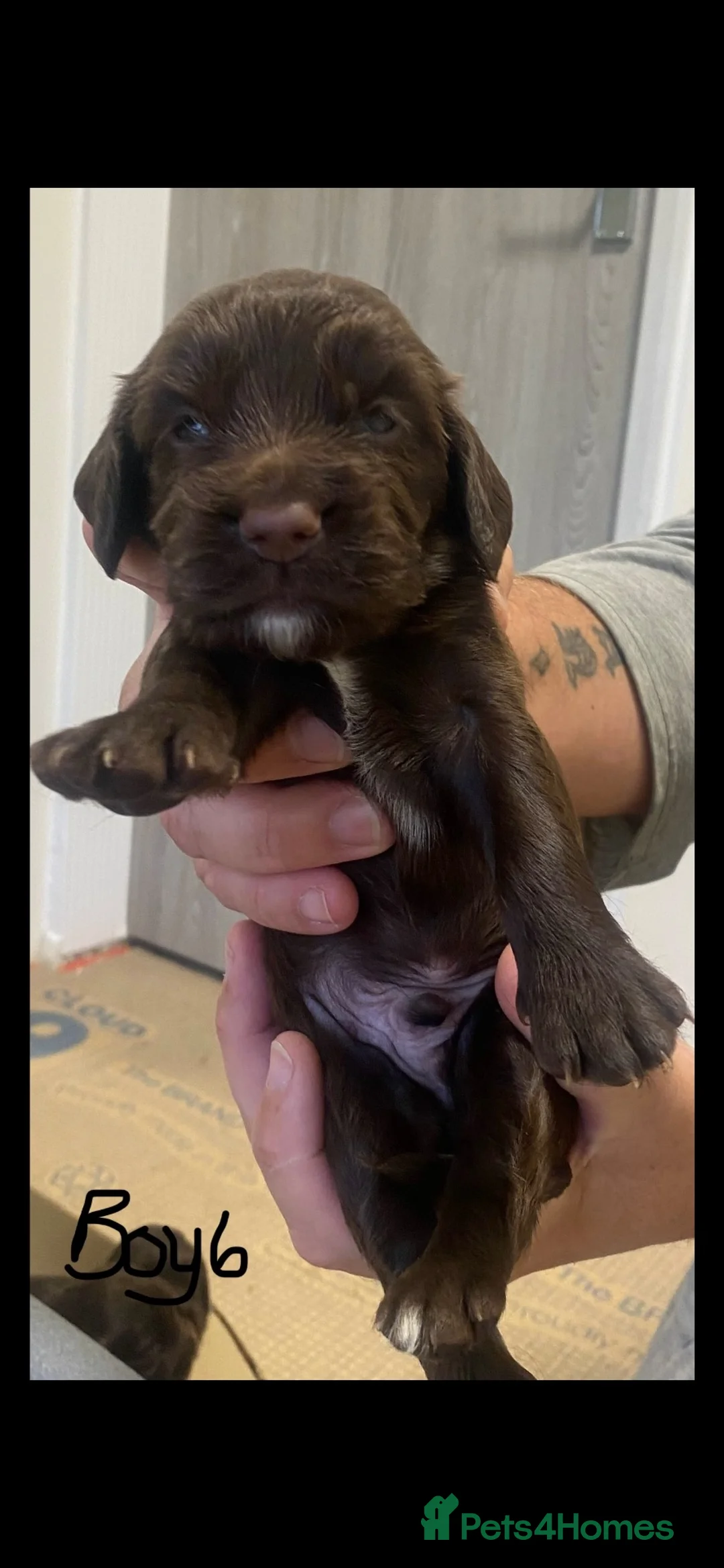 Cocker Spaniel dogs for sale: 3 boys and 3 girl Cocker Spaniel puppies  - Advert 2