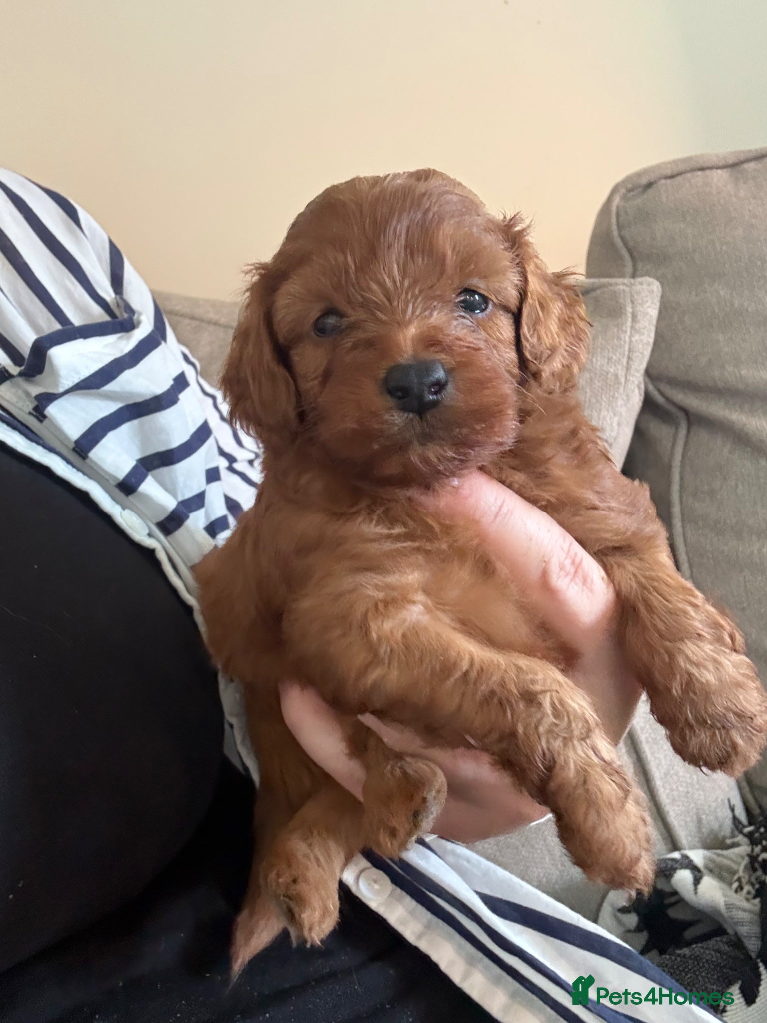 Cavapoo dogs Gorgeous cavapoo puppies  - Advert 14