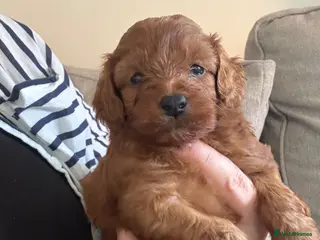 Cavapoo dogs Gorgeous cavapoo puppies - Advert 14