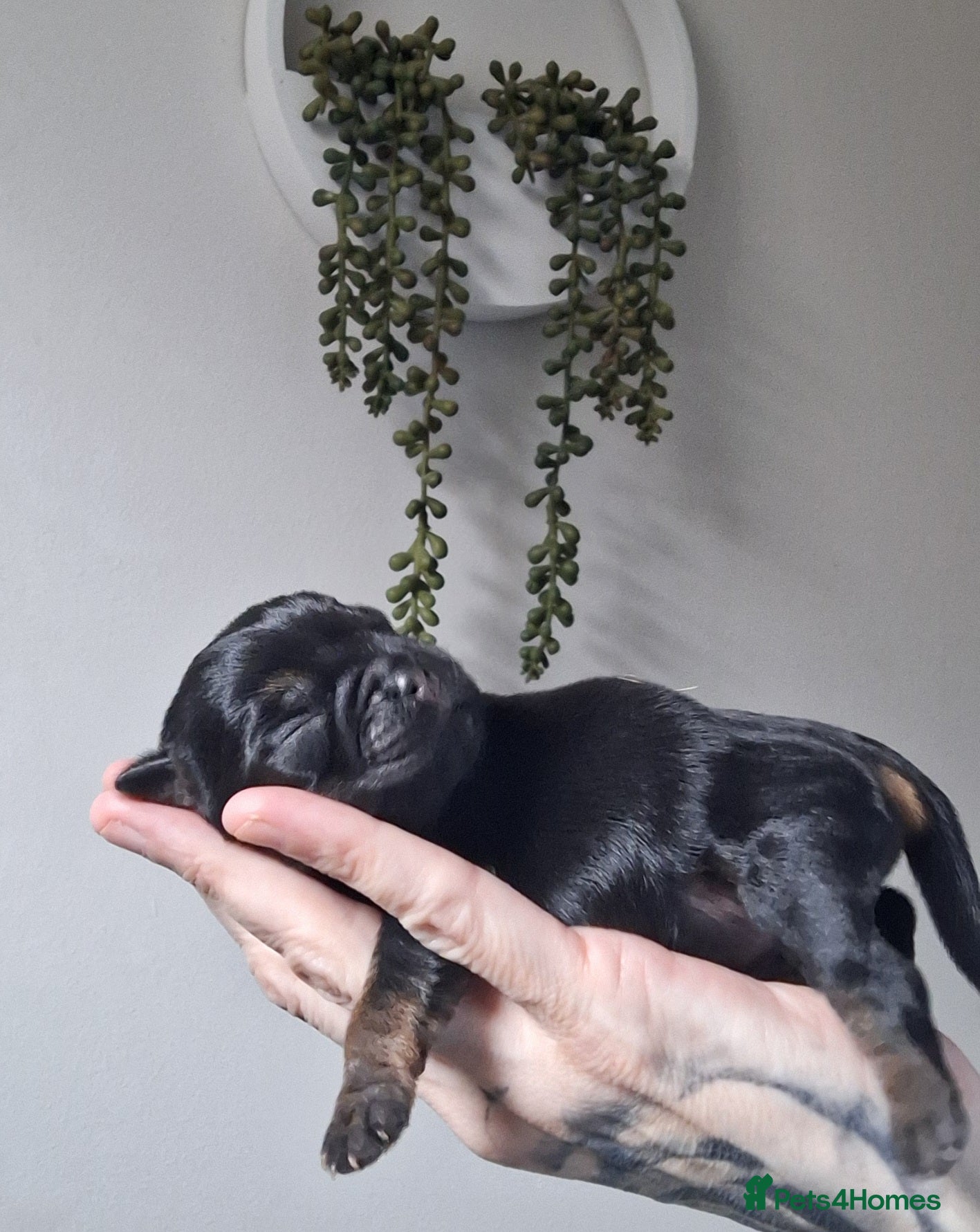 Border Terrier dogs A beautiful litter of Border Terriers - Advert 1