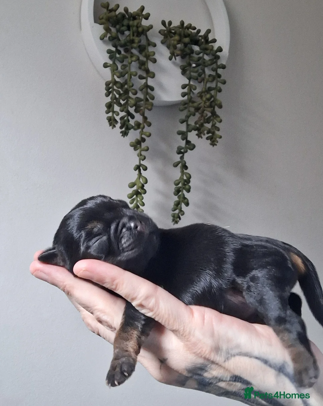 Border Terrier dogs for sale: A beautiful litter of Border Terriers - Advert 1