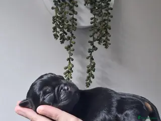 Border Terrier dogs A beautiful litter of Border Terriers - Advert 1