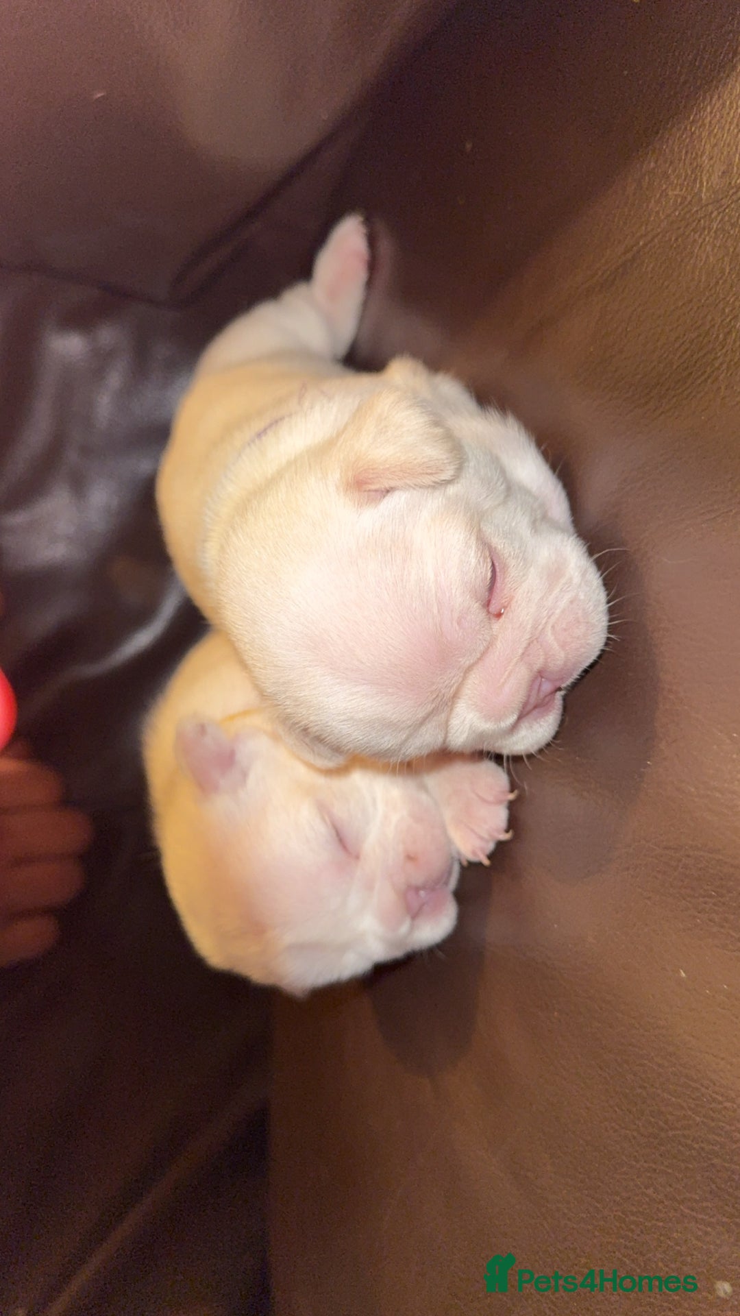 French Bulldog dogs for sale: Full fluffy new shade Isabella and tan platinum  - Advert 1