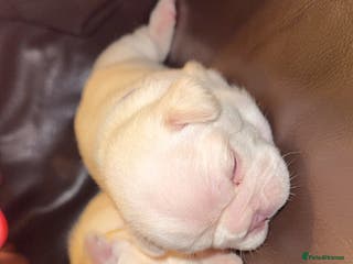 French Bulldog dogs Full fluffy new shade Isabella and tan platinum - Advert 10