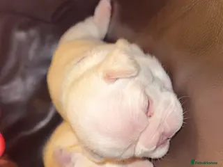 French Bulldog dogs Carryin fluffynew shade Isabella and tan platinum - Advert 14