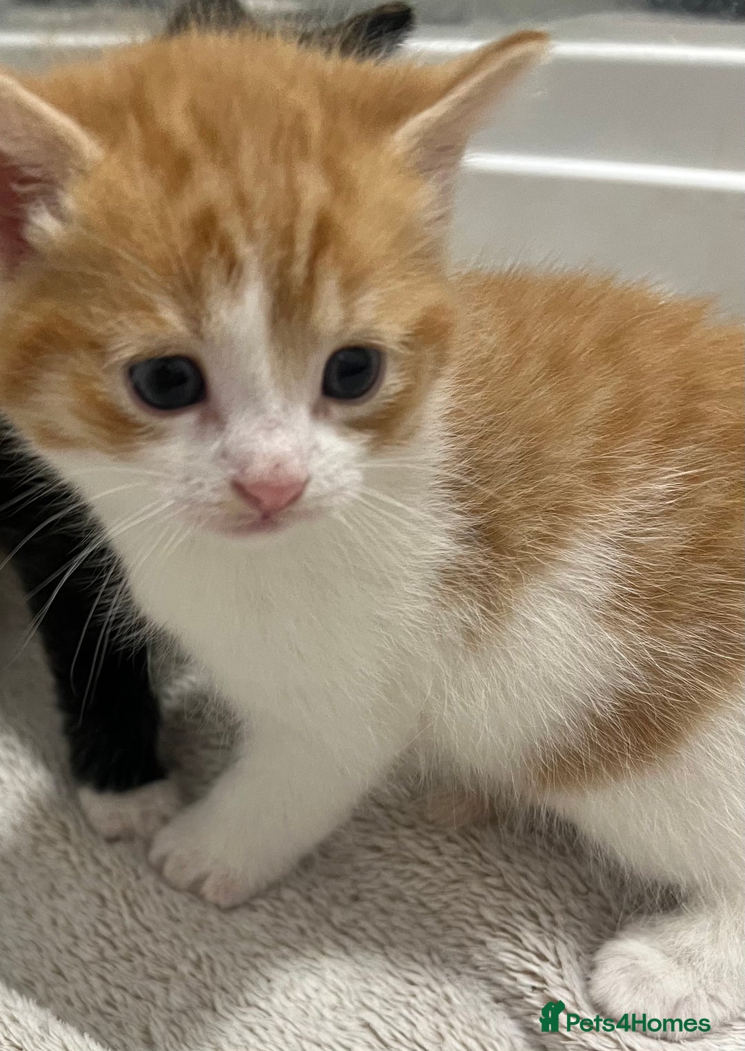 Mixed Breed cats for sale: A Surprise Litter. Dot’s first and last!  - Advert 28