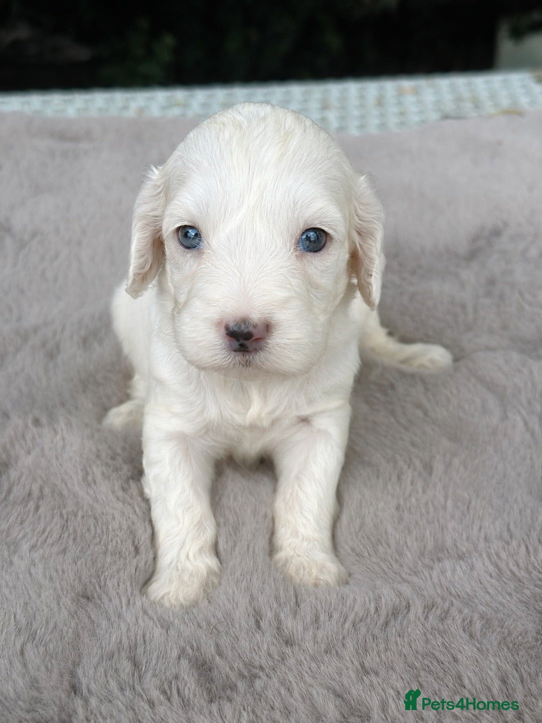 Cockapoo dogs F1 stunning cockapoos  - Advert 1