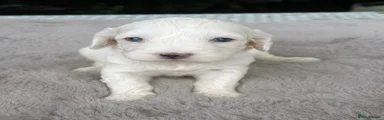Cockapoo 8