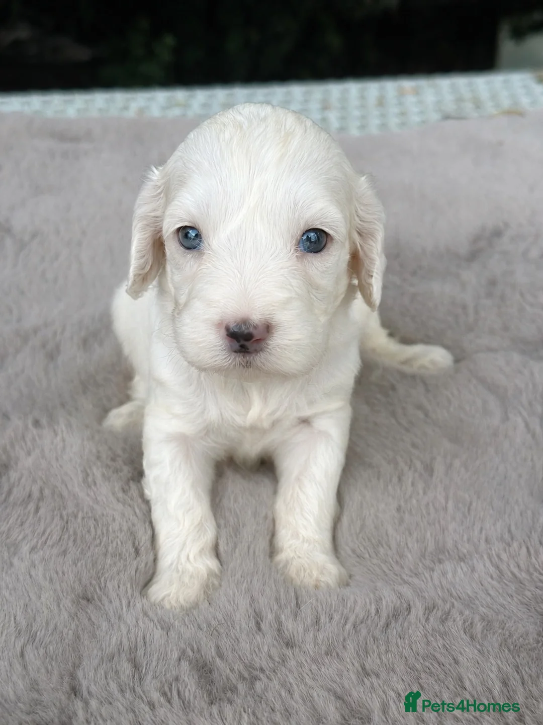 Cockapoo dogs for sale: F1 stunning cockapoos  in Doncaster - Advert 1