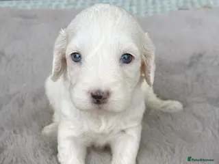 Cockapoo dogs for sale: F1 stunning cockapoos - Advert 1