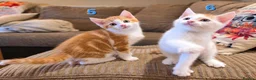 Mixed Breed cats for sale: 🐾 6 Adorable & Playful Kittens - 1 Girl & 5 Boys - Advert 32