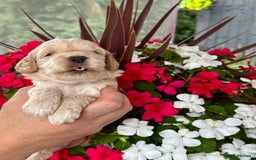 Cockapoo dogs for sale: 7 gorgeous apricot f1 DNA tested Cockerpoos  - Image 6